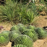 Benalmádena - Parque de la Paloma