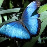 Mariposario de Benalmádena - Schmetterlingspark von Benalmádena