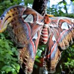 Mariposario de Benalmádena - Schmetterlingspark von Benalmádena