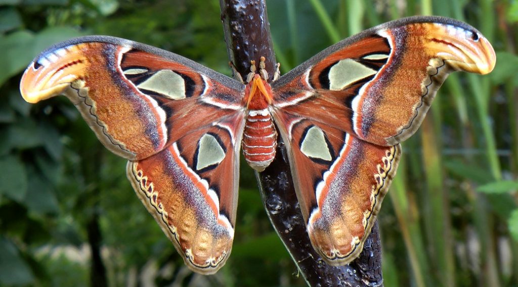 Mariposario de Benalmádena - Schmetterlingspark von Benalmádena