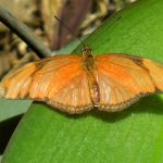 Mariposario de Benalmádena - Schmetterlingspark von Benalmádena