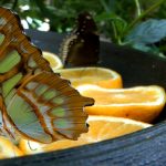 Mariposario de Benalmádena - Schmetterlingspark von Benalmádena