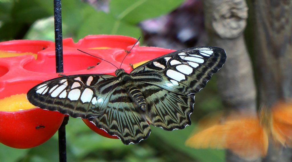 Mariposario de Benalmádena - Schmetterlingspark von Benalmádena