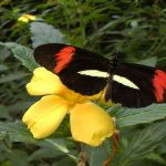 Mariposario de Benalmádena - Schmetterlingspark von Benalmádena