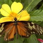 Mariposario de Benalmádena - Schmetterlingspark von Benalmádena