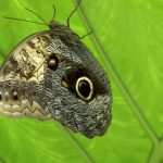 Mariposario de Benalmádena - Schmetterlingspark von Benalmádena