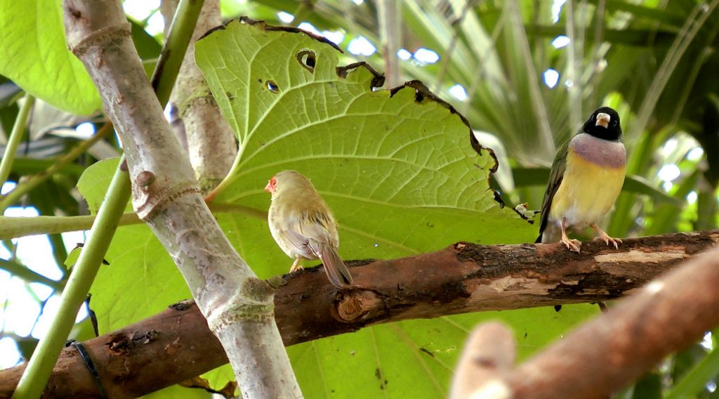 Mariposario de Benalmádena - Schmetterlingspark von Benalmádena