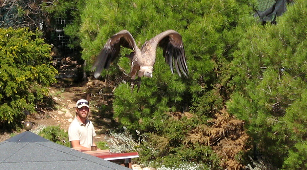 Valle de las Aguilas - Tal der Adler - Monte Calamorro - Benalmádena